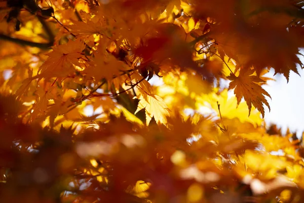 Sonbahar Aylarında Japon Akçaağaç Yapraklarının Dönemin Karakteristik Kırmızı Sarı Kahverengi — Stok fotoğraf