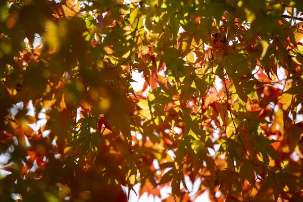 Детали Листьев Японского Клена Осенью Характерными Красными Желтыми Коричневыми Цветами — стоковое фото