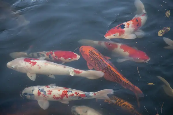 Japanese Koi Domesticated Amur Carp Selected Culled Color — Stock Photo, Image