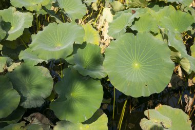 Nelumbo nucifera, Joetsu 'daki Takada kale parkında Kutsal Nilüfer olarak da bilinir..