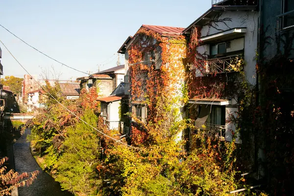 Gebouw Bedekt Met Herfstbladeren Fujiyoshida Japan — Stockfoto
