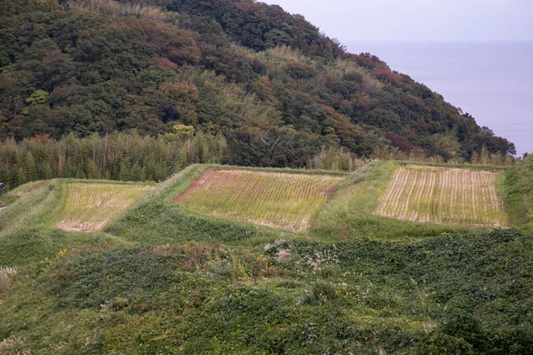 Terrasses Riz Iwakubi Île Sado Préfecture Niigata — Photo