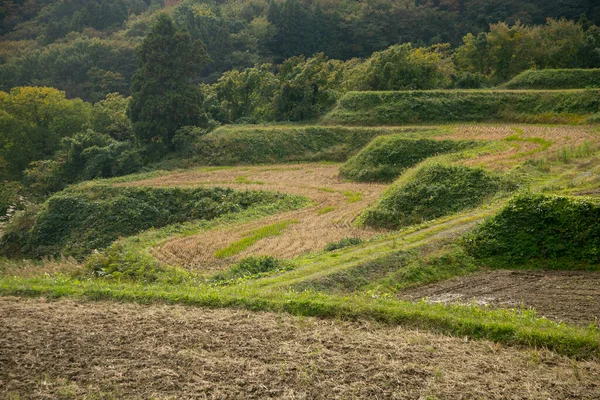 İwakubi 'deki pirinç terasları, Sado Adası, Niigata Bölgesi..