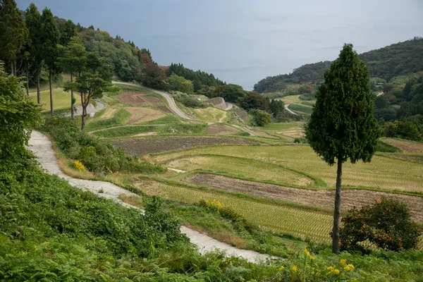Rice Terraces Iwakubi Sado Island Niigata Prefecture — стоковое фото