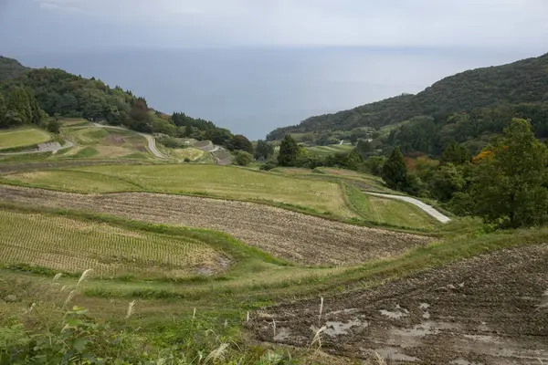 Tarasy Ryżowe Iwakubi Wyspa Sado Prefektura Niigata — Zdjęcie stockowe