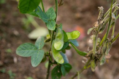 Japonya 'nın Niigata kentindeki Sado Adası' nda bir bahçede Japon fasulyesi..