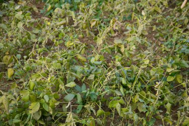 Japonya 'nın Niigata kentindeki Sado Adası' nda bir bahçede Japon fasulyesi..