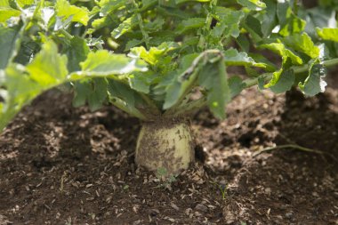 Japon şalgamları Japonya 'nın Niigata kentindeki Sado Adası' nda bir bahçede..