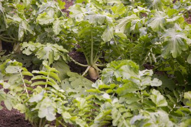 Japon şalgamları Japonya 'nın Niigata kentindeki Sado Adası' nda bir bahçede..