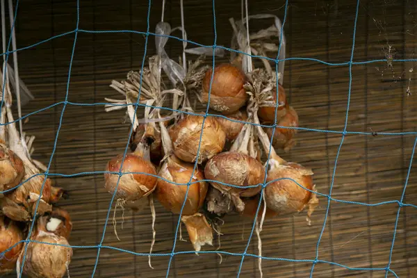 Cebollas Japonesas Colgadas Una Casa Isla Sado Niigata Japón —  Fotos de Stock
