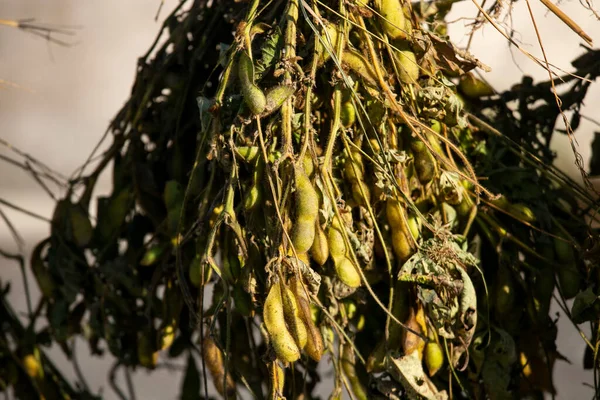 新潟の佐渡島の庭に生まれた日本豆 — ストック写真