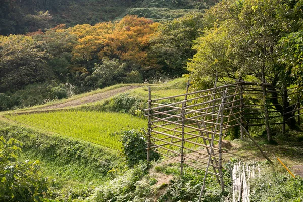 Rijstterrassen Iwakubi Sado Eiland Prefectuur Niigata — Stockfoto