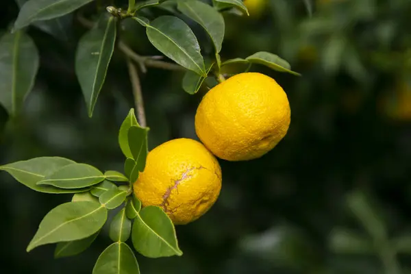 ミカンは日本の暖かい地域で大量に栽培されているタンジェリンのような柑橘類のフルーツです — ストック写真