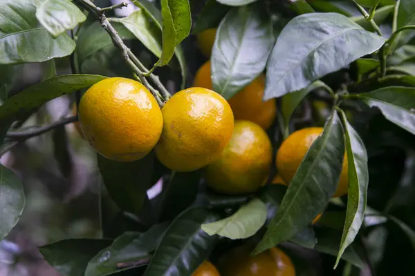 Mikan Citrusové Plody Podobné Mandarinkám Které Pěstují Teplejších Oblastech Japonska — Stock fotografie