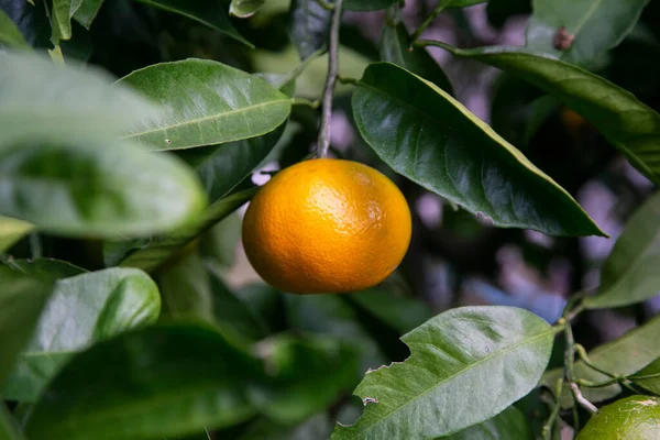 Mikan Tangerine Citrus Fruit Grown Warmer Regions Japan Large Quantities — Stock Photo, Image