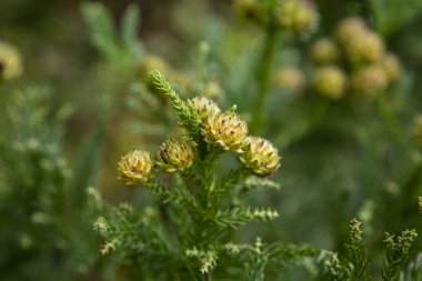 Japon çamı, Japonya 'nın kıyı bölgelerine özgü bir çam ağacıdır. 