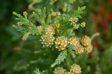 Japon çamı, Japonya 'nın kıyı bölgelerine özgü bir çam ağacıdır. 