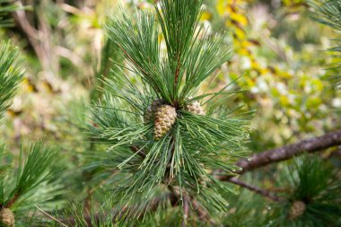 Japon çamı, Japonya 'nın kıyı bölgelerine özgü bir çam ağacıdır. 
