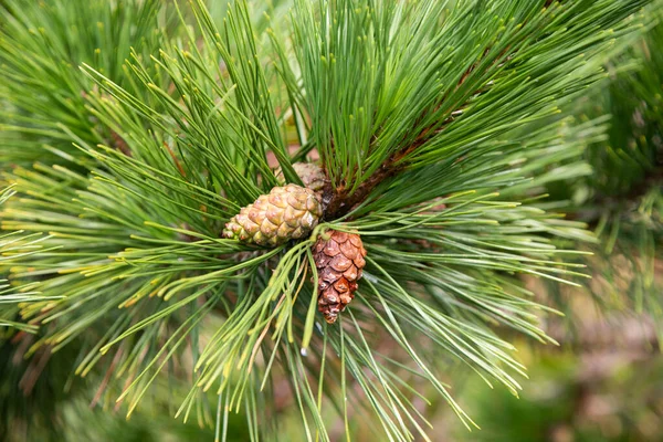 Japanese pine, is a pine tree native to coastal areas of Japan