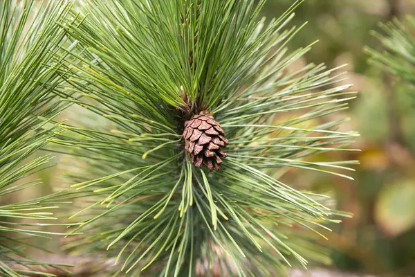 Japanese pine, is a pine tree native to coastal areas of Japan