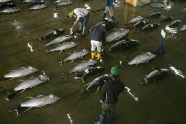 Nachikatsuura, Japonya; 1 Ekim 2023: Katsuura Balık Limanı 'ndaki balıkçılar ve alıcılar.