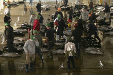 Nachikatsuura, Japonya; 1 Ekim 2023: Katsuura Balık Limanı 'ndaki balıkçılar ve alıcılar.