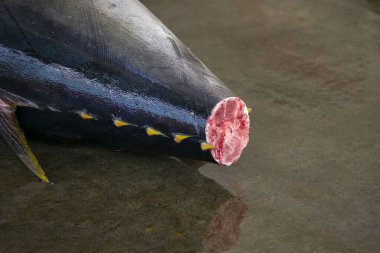 Sarı Masal Ton Balığı ve diğerleri sabahın erken saatlerinde Katsuura Balık Limanı, Wakayama, Japonya 'da balık müzayedesinde yakalandı..