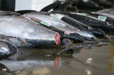 Sarı Masal Ton Balığı ve diğerleri sabahın erken saatlerinde Katsuura Balık Limanı, Wakayama, Japonya 'da balık müzayedesinde yakalandı..