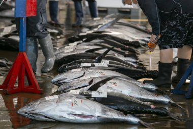 Sarı Masal Ton Balığı ve diğerleri sabahın erken saatlerinde Katsuura Balık Limanı, Wakayama, Japonya 'da balık müzayedesinde yakalandı..