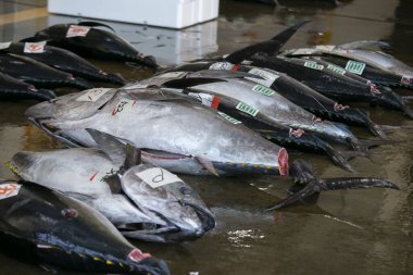 Sarı Masal Ton Balığı ve diğerleri sabahın erken saatlerinde Katsuura Balık Limanı, Wakayama, Japonya 'da balık müzayedesinde yakalandı..