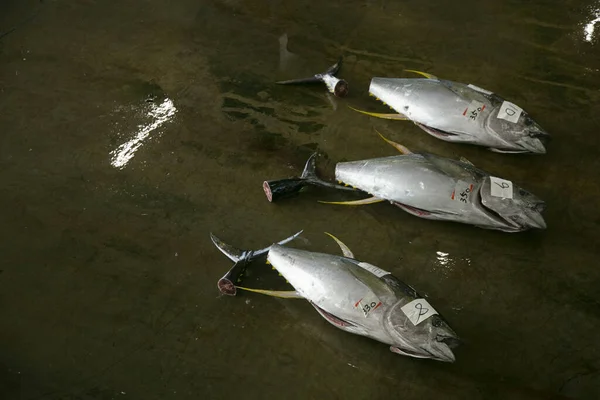 Gele Tonijn Andere Vangst Visafslag Vroege Ochtend Katsuura Fish Port — Stockfoto