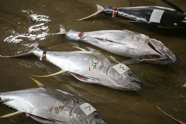 Gele Tonijn Andere Vangst Visafslag Vroege Ochtend Katsuura Fish Port — Stockfoto