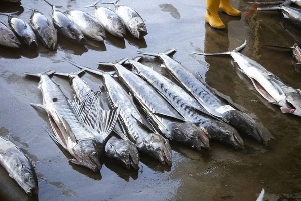 Sarı Masal Ton Balığı Diğerleri Sabahın Erken Saatlerinde Katsuura Balık — Stok fotoğraf