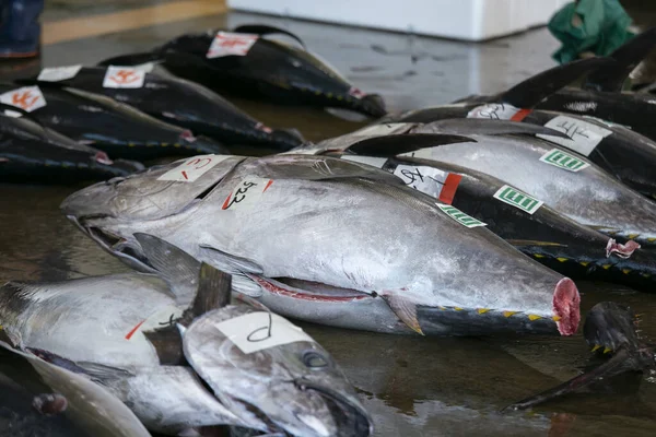 Sarı Masal Ton Balığı Diğerleri Sabahın Erken Saatlerinde Katsuura Balık — Stok fotoğraf