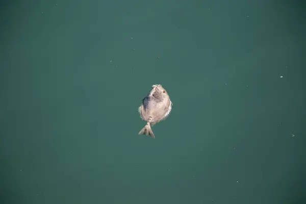 Dead Little Fish Ocean Japan — Stock Photo, Image