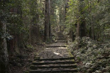 Efsanevi Kumano Kodo 'nun bir bölümü Japonya, Wakayama' daki taş kaldırım taşları boyunca ilerliyor..