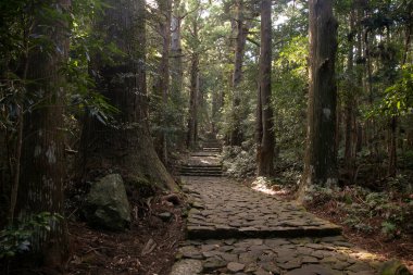 Efsanevi Kumano Kodo 'nun bir bölümü Japonya, Wakayama' daki taş kaldırım taşları boyunca ilerliyor..