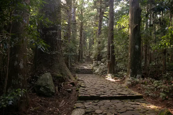 Sección Legendaria Ruta Kumano Kodo Por Adoquines Piedra Wakayama Japón — Foto de Stock