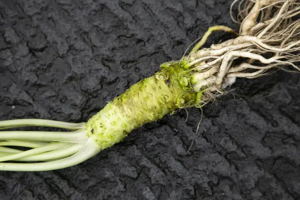 stock image Organic and fresh Wasabi root in a farm in Shizuoka prefecture in Izu Peninsula, Japan.