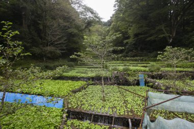 Wasabi çiftliği. Japonya 'nın Izu Yarımadası' ndaki Idakaba 'daki tarlalarda taze ve organik Wasabi..
