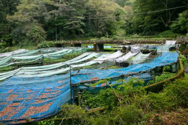 Wasabi çiftliği. Japonya 'nın Izu Yarımadası' ndaki Idakaba 'daki tarlalarda taze ve organik Wasabi..