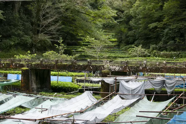 Wasabi农场 日本伊豆半岛Idakaba农田和梯田里新鲜的有机芥末 — 图库照片
