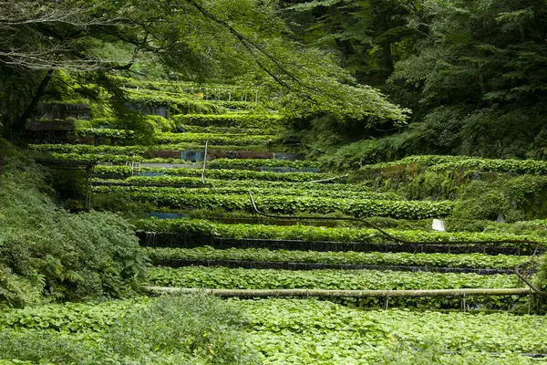 Wasabi Çiftliği Japonya Nın Izu Yarımadası Ndaki Idakaba Daki Tarlalarda — Stok fotoğraf