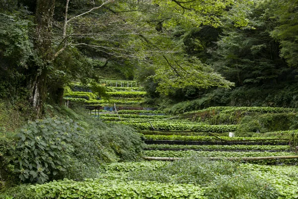 Wasabi Çiftliği Japonya Nın Izu Yarımadası Ndaki Idakaba Daki Tarlalarda — Stok fotoğraf