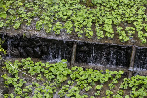 Fazenda Wasabi Wasabi Fresco Orgânico Campos Terraços Idakaba Península Izu — Fotografia de Stock