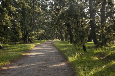 Amanohashidate, Japonya; 1 Ekim 2023: Kyoto Bölgesi 'nin kuzeyindeki Miyazu Körfezi' nde kum kayasının manzarası.