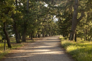 Amanohashidate, Japonya; 1 Ekim 2023: Kyoto Bölgesi 'nin kuzeyindeki Miyazu Körfezi' nde kum kayasının manzarası.