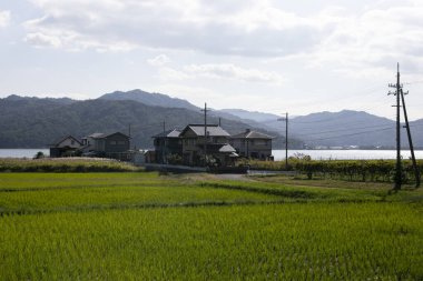 Kyoto 'nun kuzeyindeki Miyazu' da pirinç tarlaları.