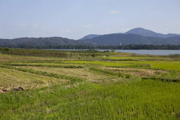 Rice Paddies Miyazu North Kyoto Japan — Stock Photo, Image
