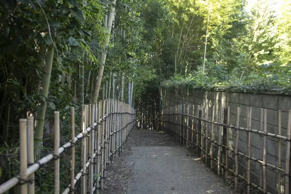 Old Samurai Road Middle Bamboo Forest Sakura Japan — Stock Photo, Image